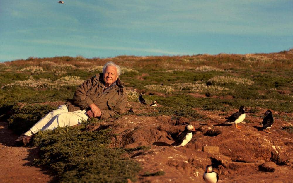 cuplikan dokumenter Wild Isles (dok. BBC/Wild Isles)