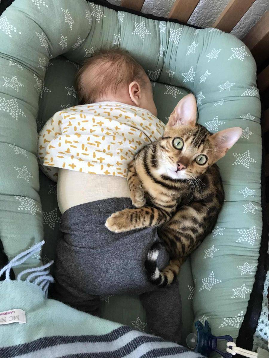 potret kucing ngejagain anak bayi (reddit.com/user/MijnnaamiFbeeFt)