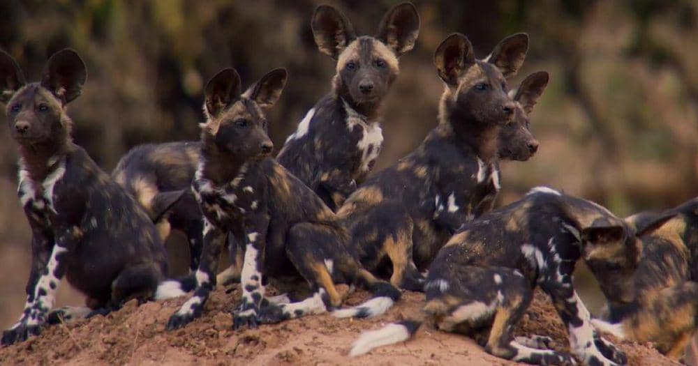 kawanan Hyena dalam dokumenter Dynasties (dok. BBC/Dynasties