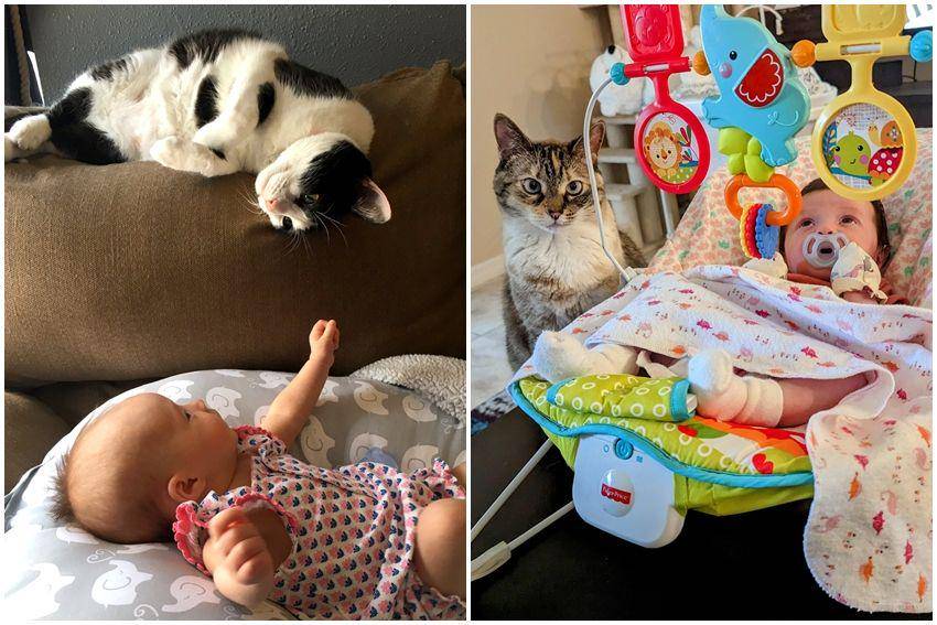 kolase potret kucing ngejagain anak bayi (reddit.com/user/ClydeSmithy | reddit.com/user/pinkeskimo)