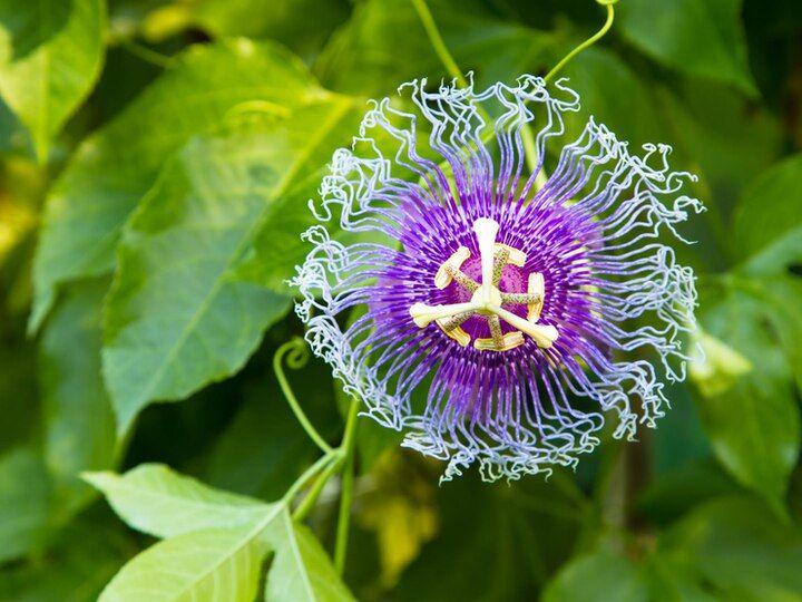 5 Manfaat Kesehatan Maypop, Dapat Mengatasi Gangguan Kecemasan