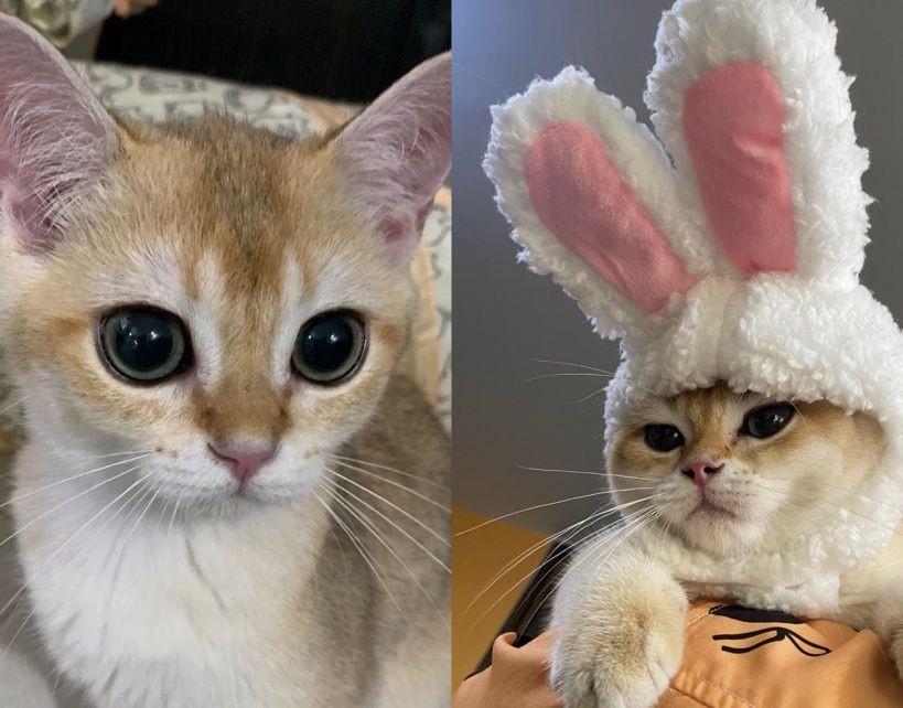 8 Fakta Kante, Kucing Gulf Kanawut yang Gemoy