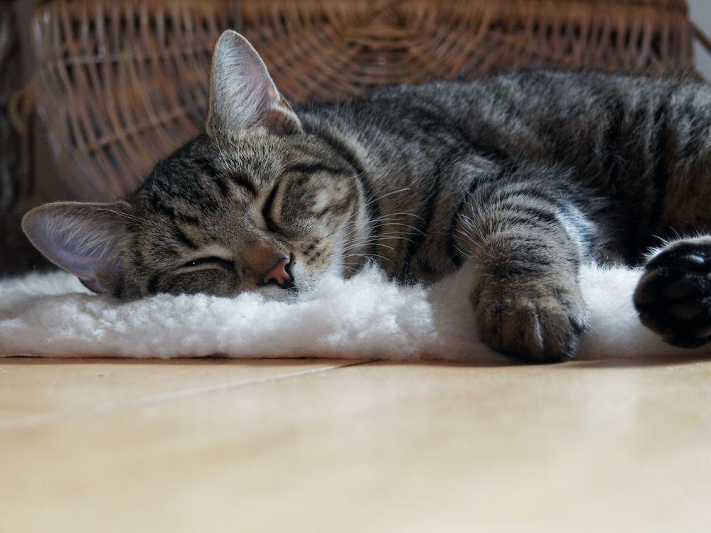 ilustrasi kucing (pexels.com/Christopher Schruff)