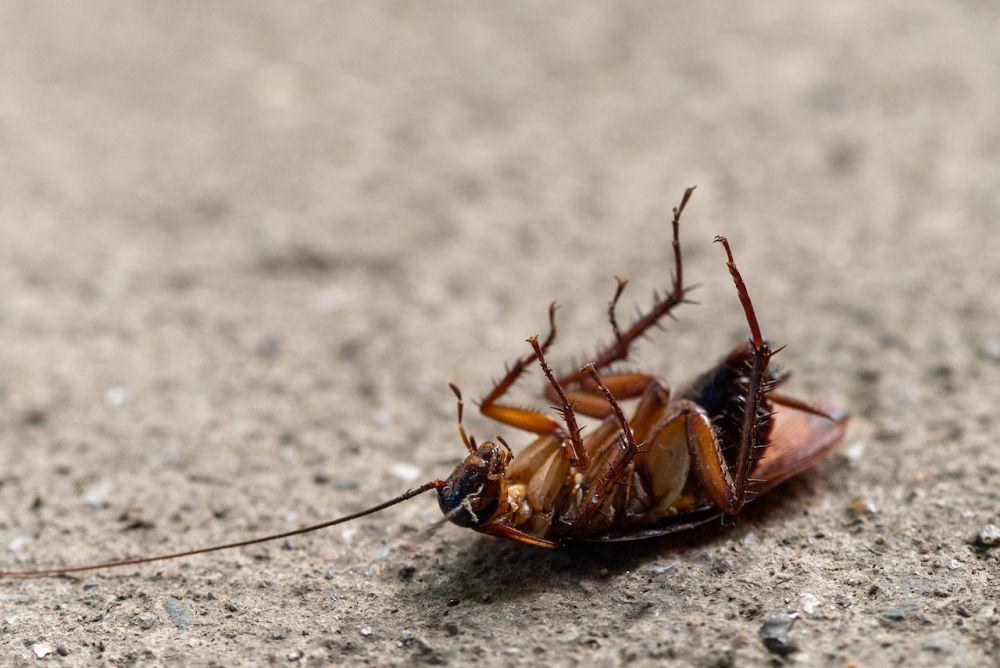 7 Cara Ampuh Cegah Kecoa Bersarang di Rumah