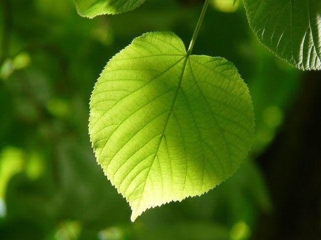 Ilustrasi daun hijau (pexels.com/Pixabay)