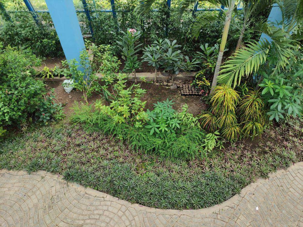 tanaman di dalam rumah kaca kebun raya purwodadi (dok. pribadi/Arief Rahmat Santoso)
