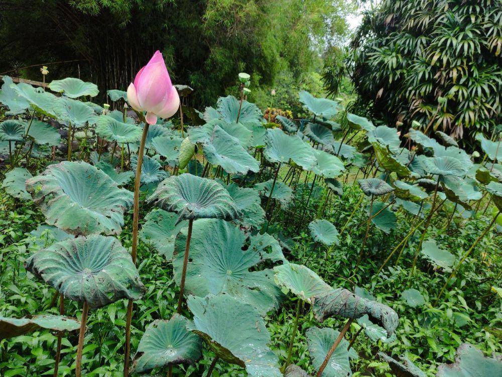 bunga seroja di kebun raya purwodadi (dok. pribadi/Arief Rahmat Santoso)