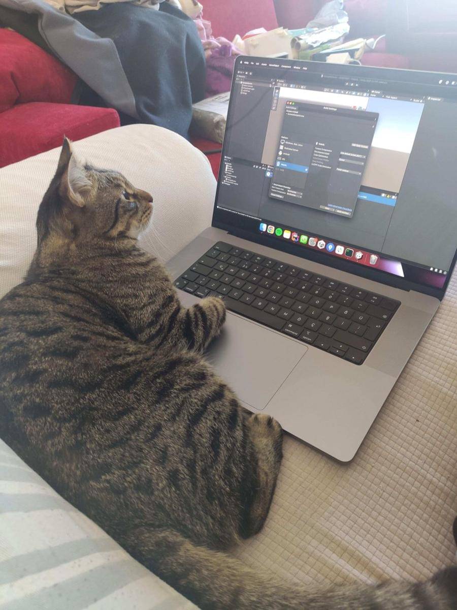 potret lucu kucing kerja pakai laptop (reddit.com/user/EkinDs)