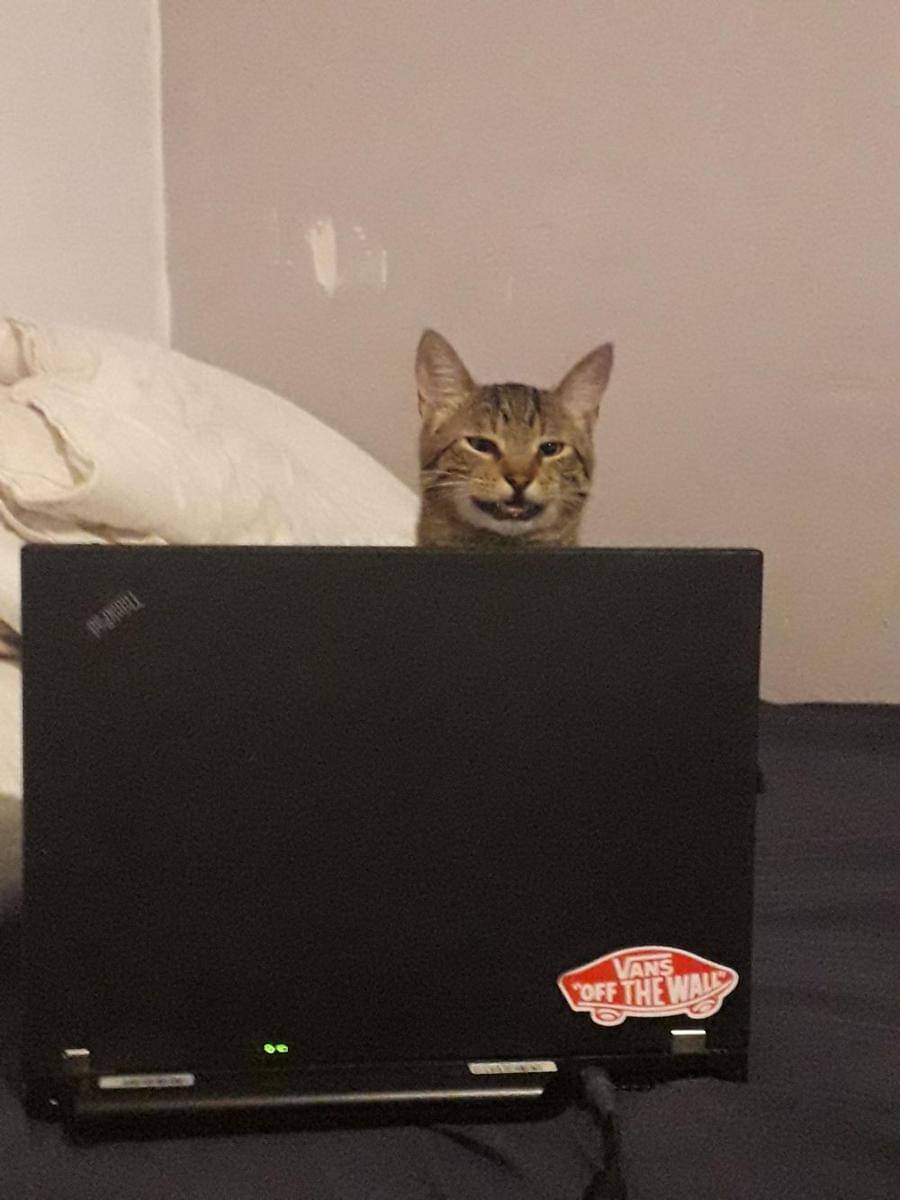 potret lucu kucing kerja pakai laptop (reddit.com/user/Ztanica)