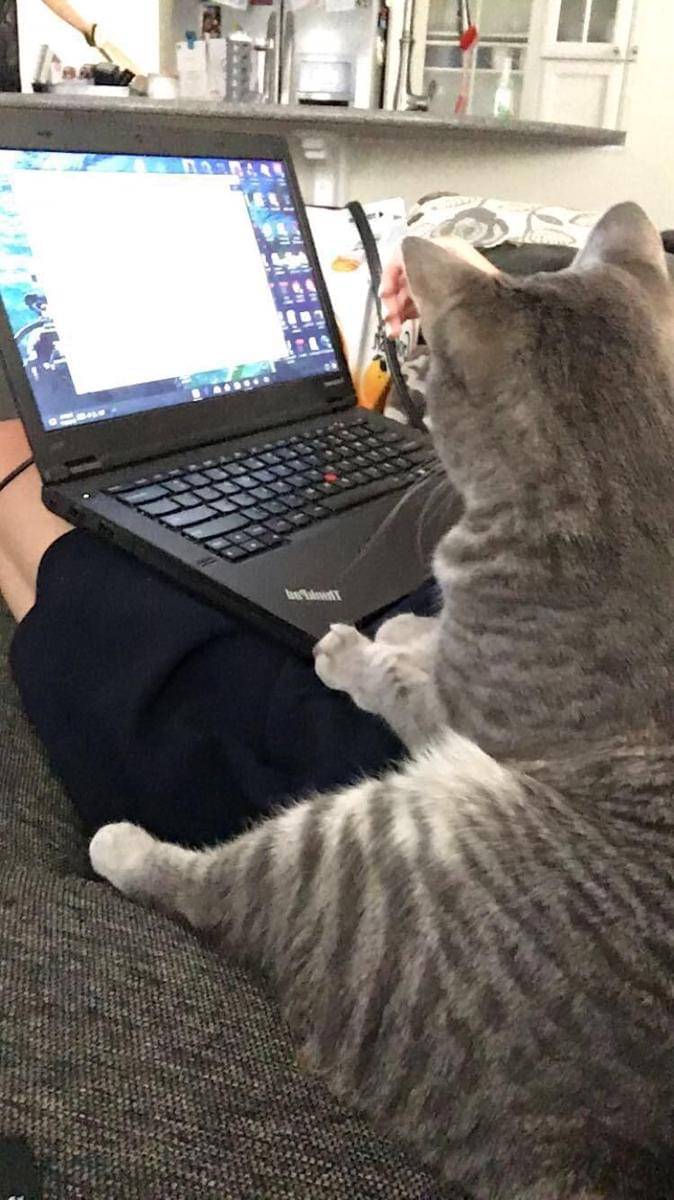 potret lucu kucing kerja pakai laptop (reddit.com/user/kvark27)