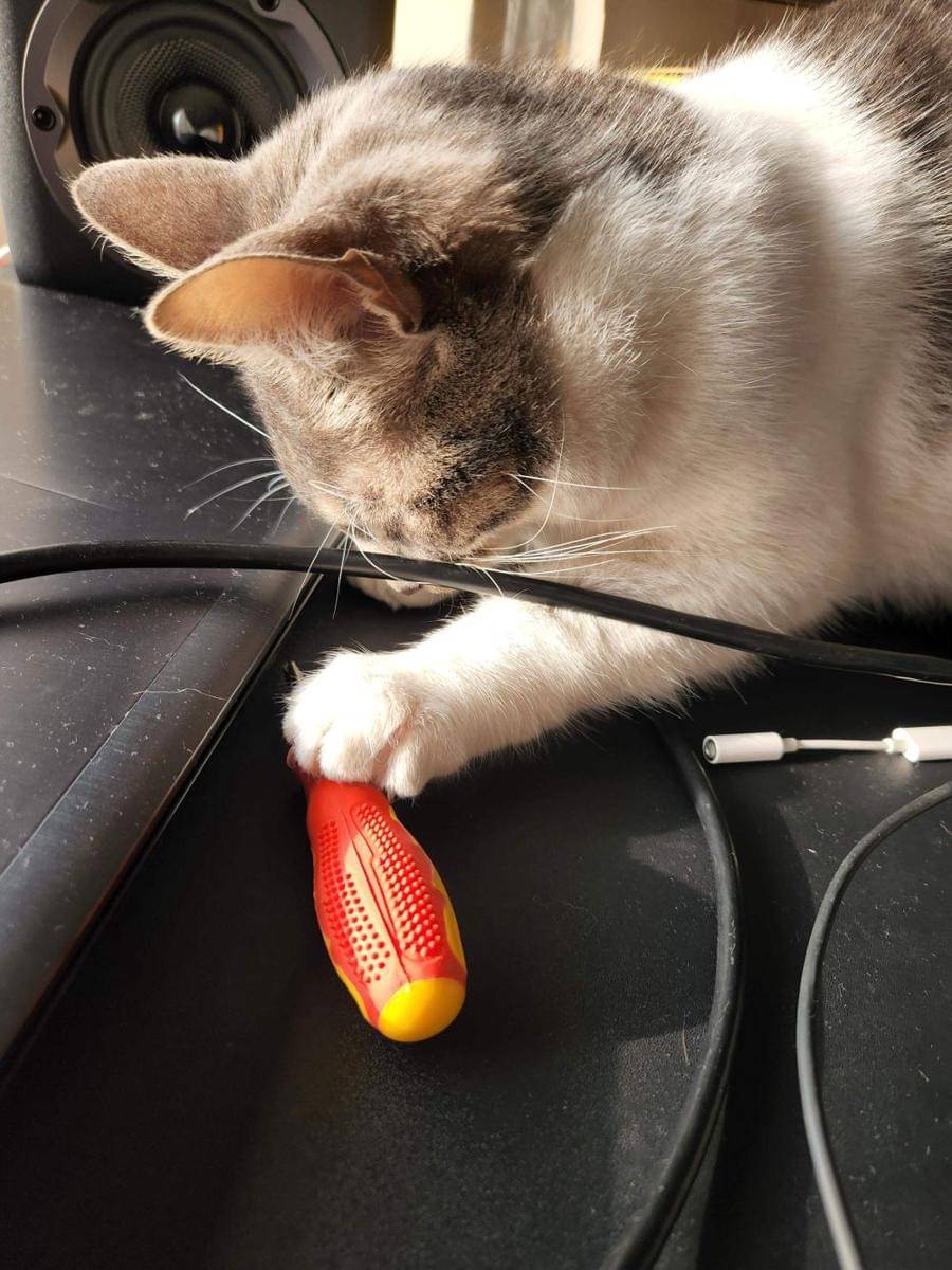 potret lucu kucing kerja pakai laptop (reddit.com/user/MrCristobal091)