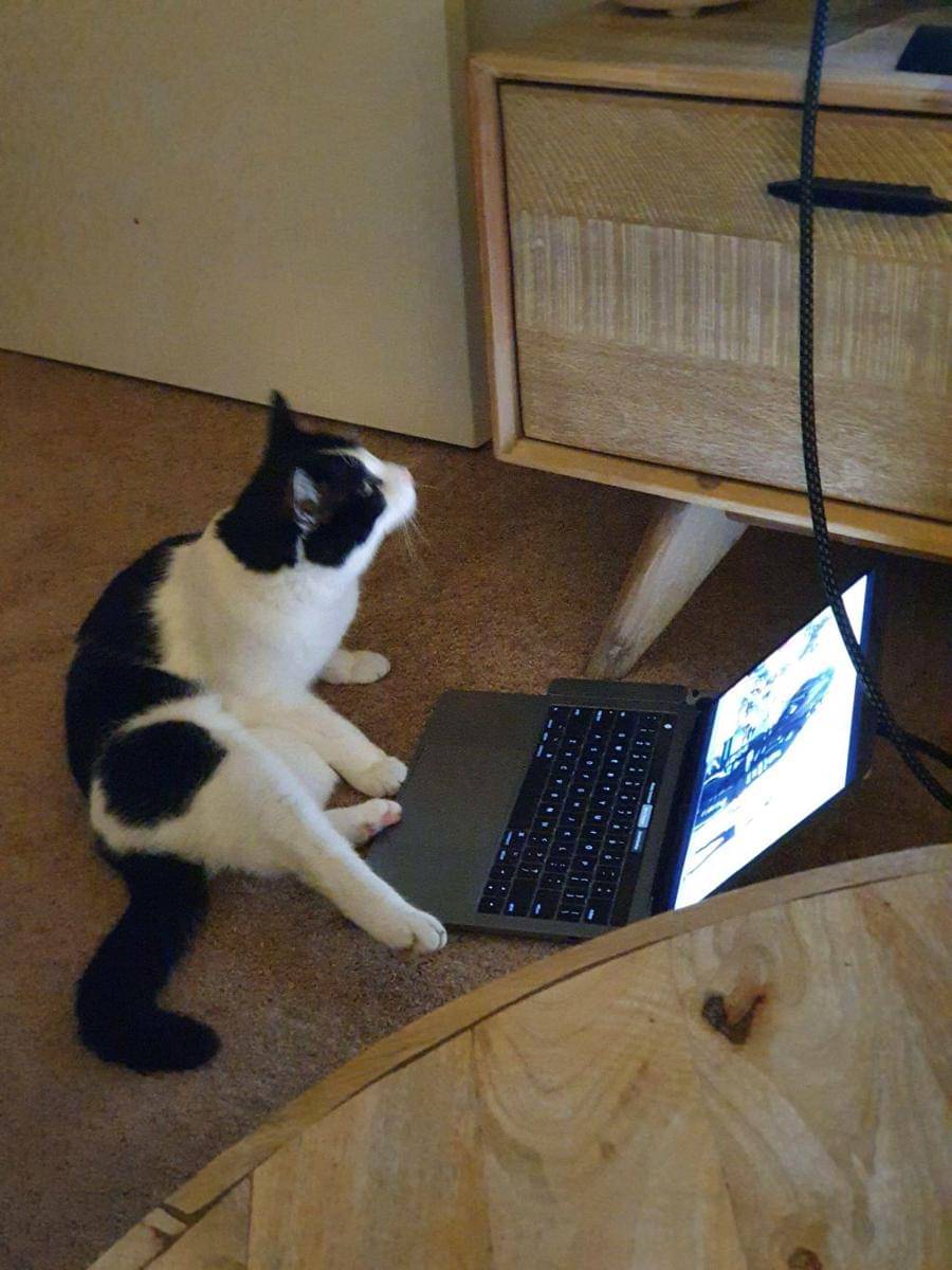 potret lucu kucing kerja pakai laptop (reddit.com/user/AstonJenson)