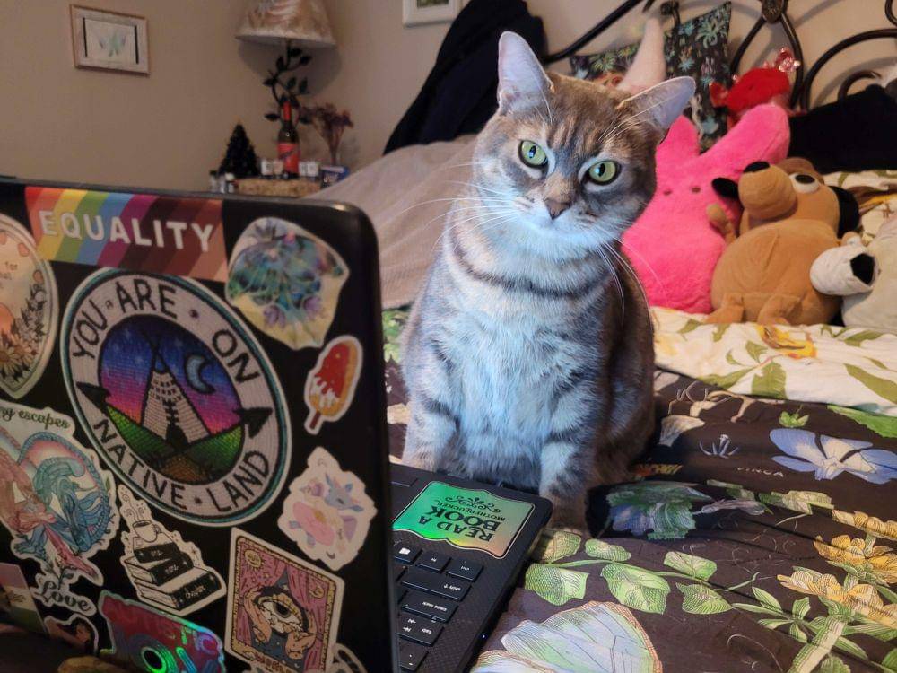 potret lucu kucing kerja pakai laptop (reddit.com/user/CommanderPhoebeTal)