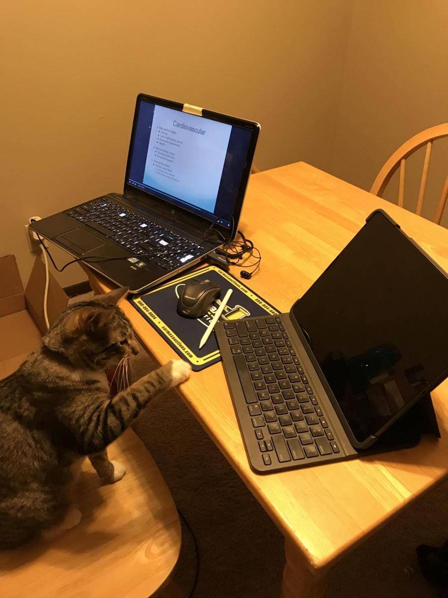 potret lucu kucing kerja pakai laptop (reddit.com/user/ForceGhostBuster)