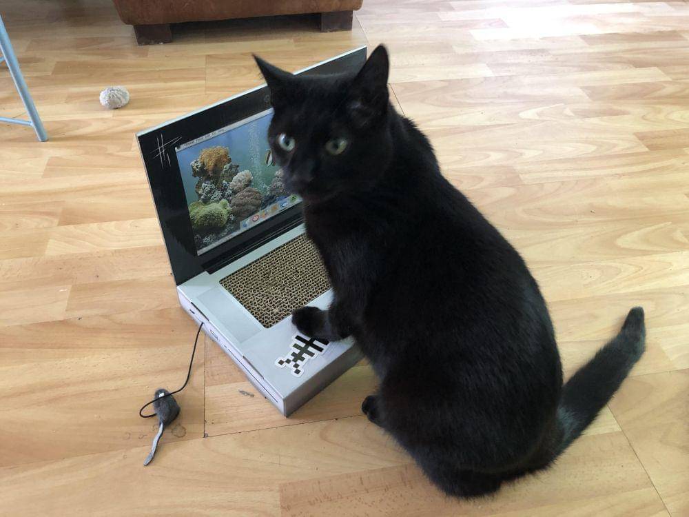 potret lucu kucing kerja pakai laptop (reddit.com/user/Mumfiegirl)