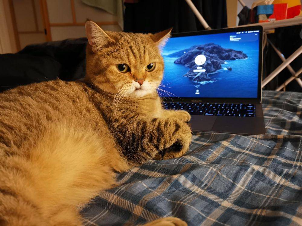 potret lucu kucing kerja pakai laptop (reddit.com/user/Kucu-Teemo)