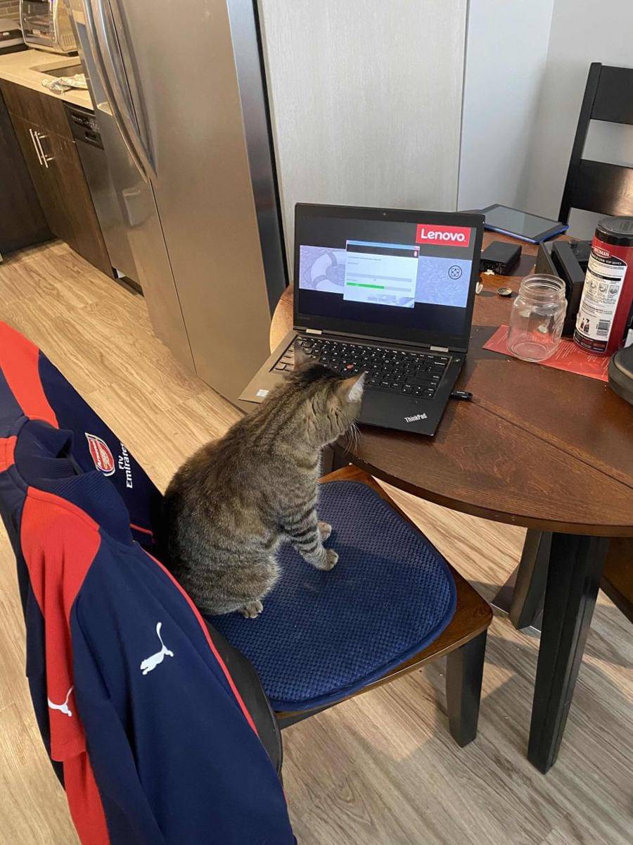 potret lucu kucing kerja pakai laptop (reddit.com/user/jzaczyk)