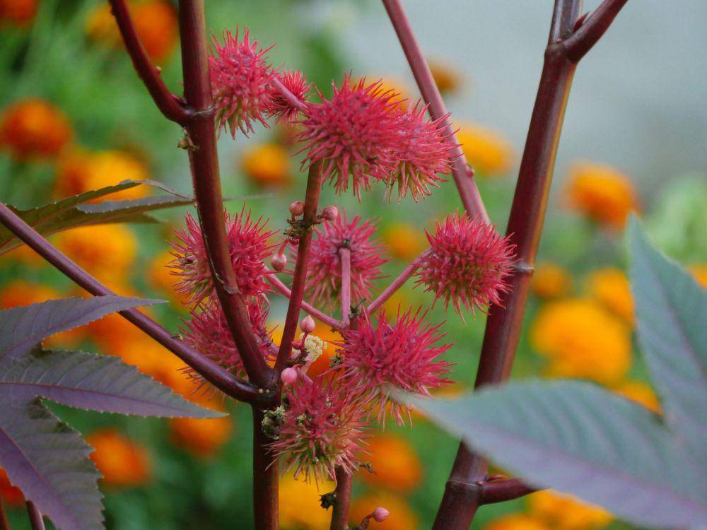 Castor Oil Plant (Pixabay.com/MonikaP)