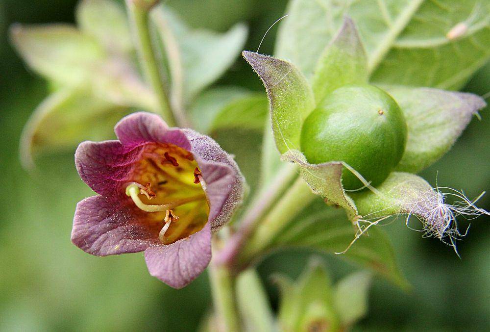 Deadly Nightshade (Wikimedia.org/Donald Macauley)