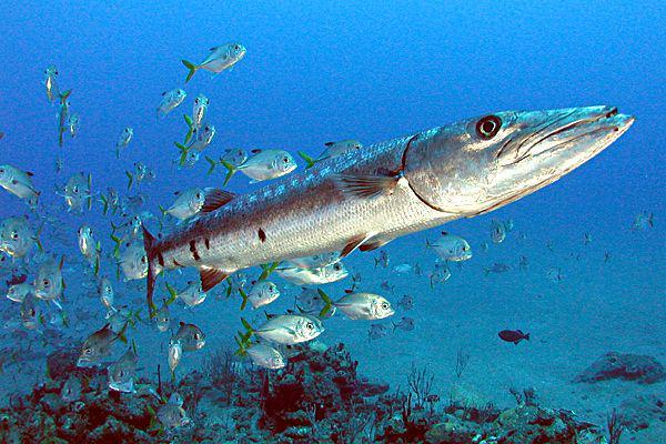 9 Fakta Menarik Ikan Barakuda, Benarkah Dagingnya Beracun?