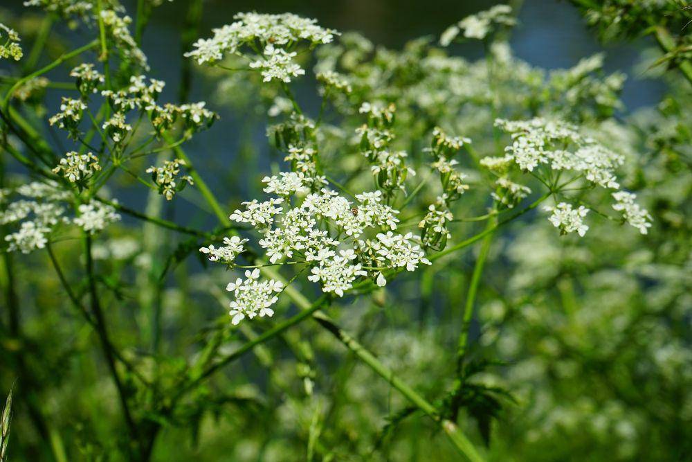 Water Hemlock (Pixabay.com/Hans)