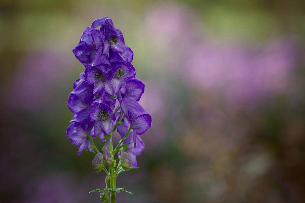Monkshood (Pixabay.com/mariya_m)