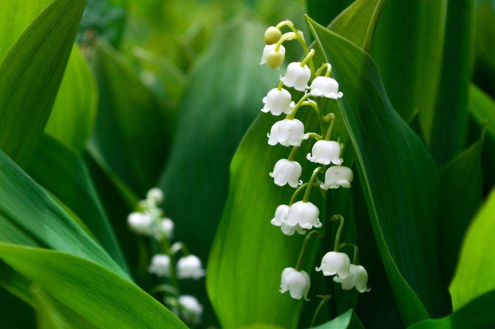 Lily of the Valley (Unsplash.com/Océane George)