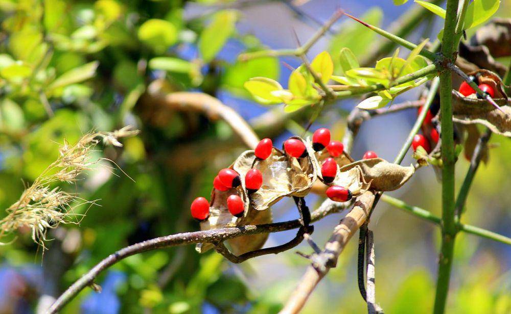 Rosary Pea (Wikimedia.org/Nandanautiyal)