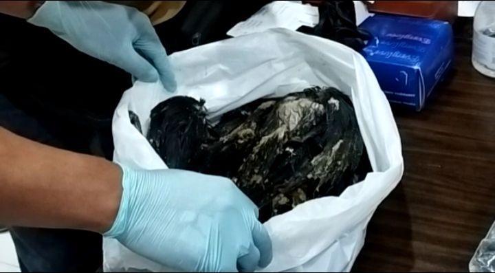 51 Ekor Burung Gagak Diselundupkan untuk Ritual Mistis