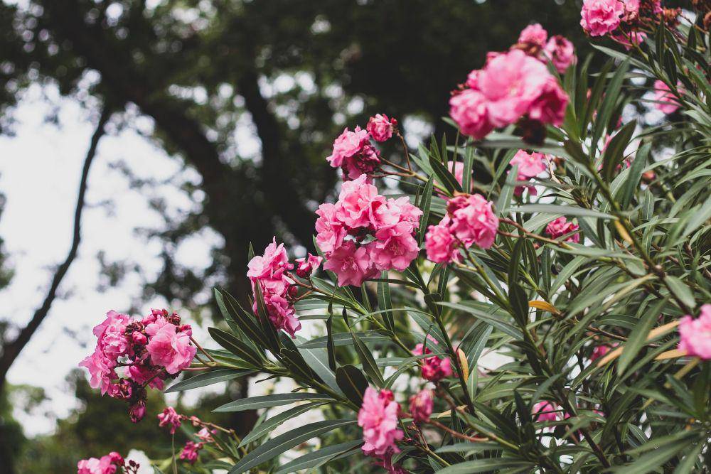 Oleander (Unsplash.com/Svetlana B)