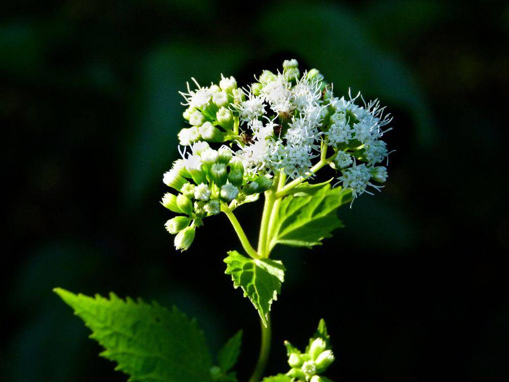 White Snakeroot (Pixabay.com/Perkons)