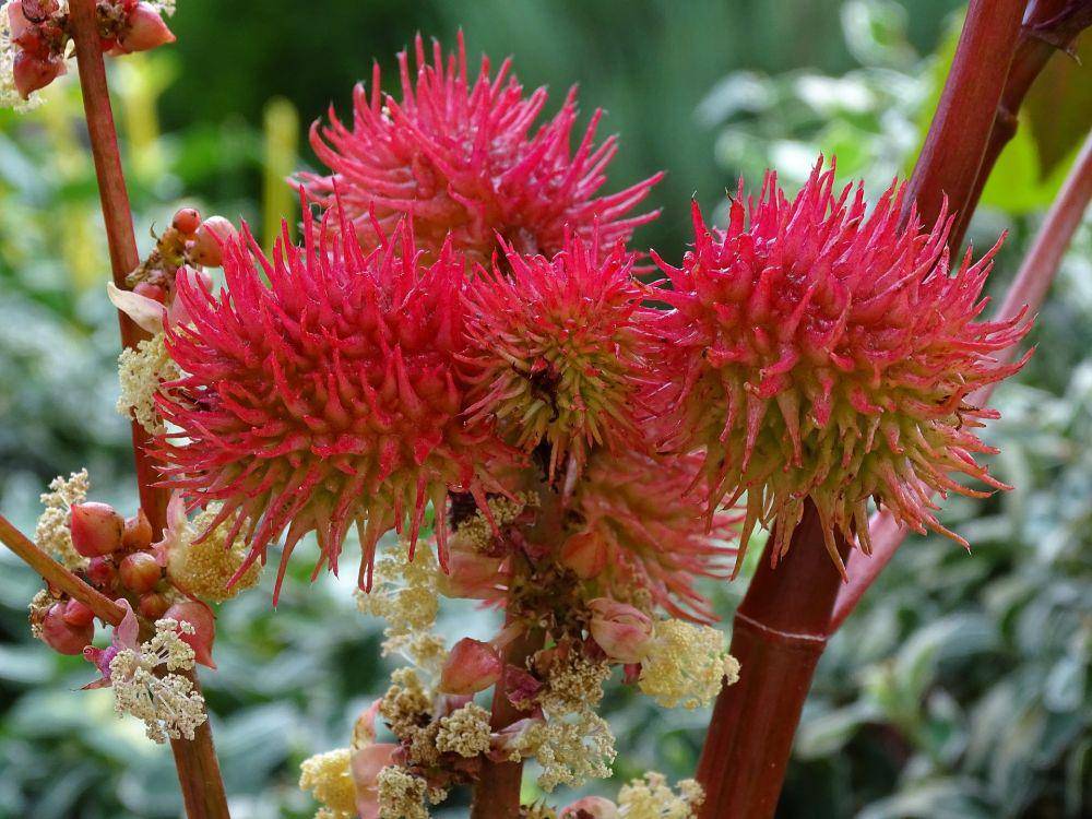 Castor Oil Plant (Pixabay.com/zimt2003)