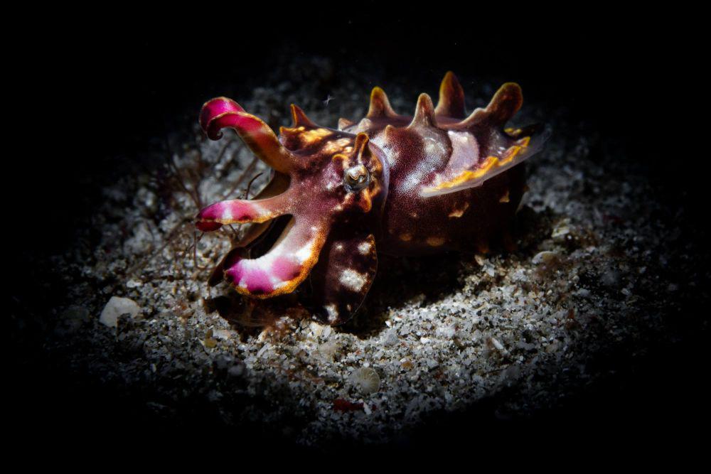 10 Fakta Sotong Flamboyan, Terlihat Cantik tapi Beracun
