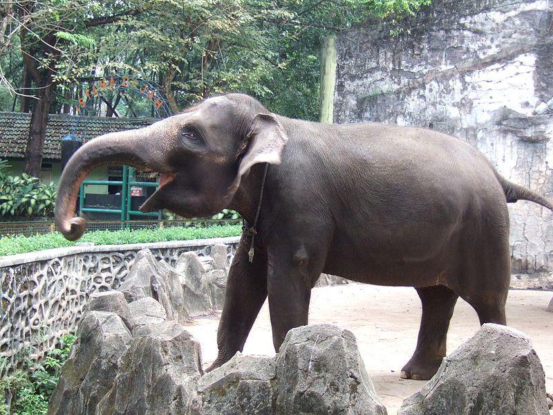ukuran masif dari gajah sumatra yang berada di Kebun Binatang Ragunan (commons.wikimedia.org/Midori)