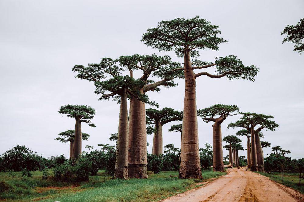 ilustrasi Madagaskar (unsplash.com/@graphicnode)
