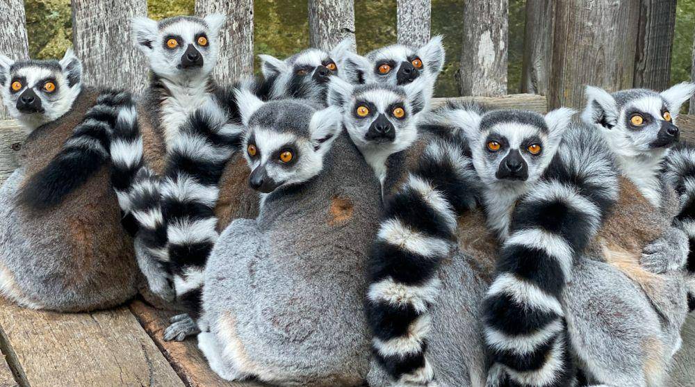 ilustrasi lemur (unsplash.com/@toritimephotos)