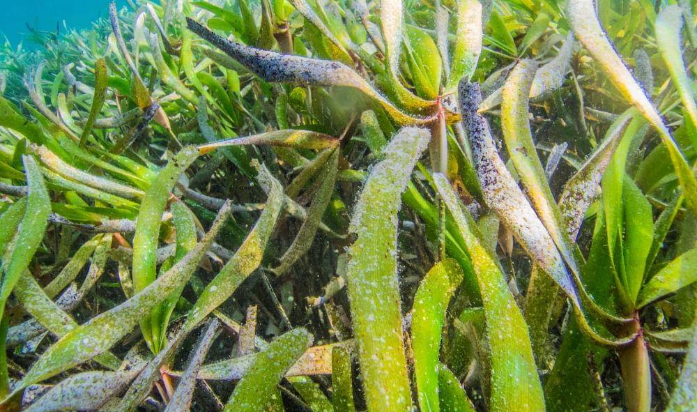 ilustrasi rumput laut (unsplash.com/@boardshortsben)