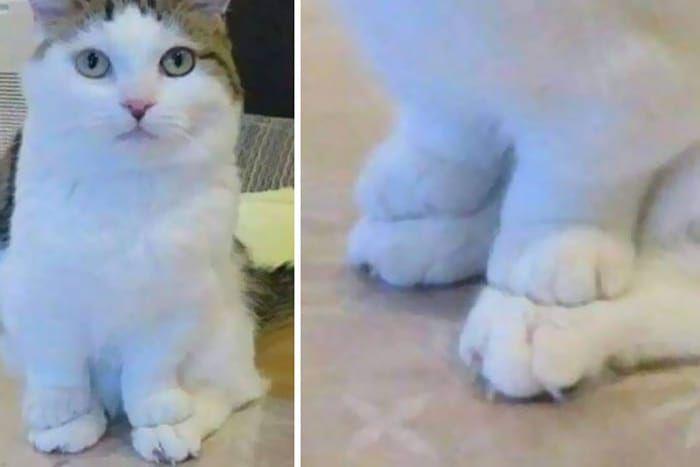 10 Pose Absurd Kucing Lagi Duduk Ini Sukses Bikin Gemas Sendiri