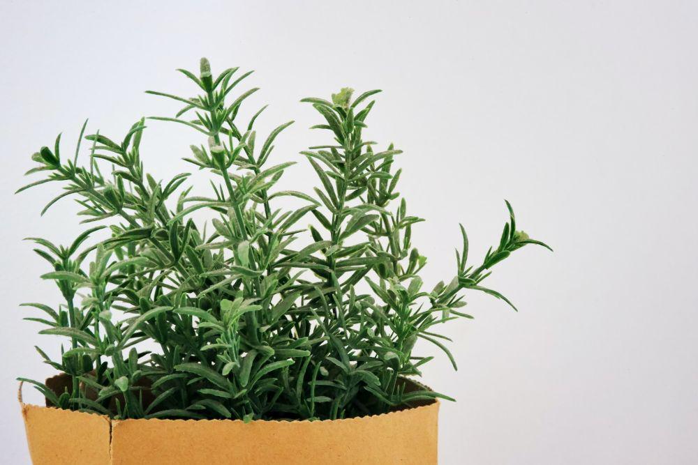 6 Manfaat Mengonsumsi Teh Rosemary untuk Kesehatan Tubuh