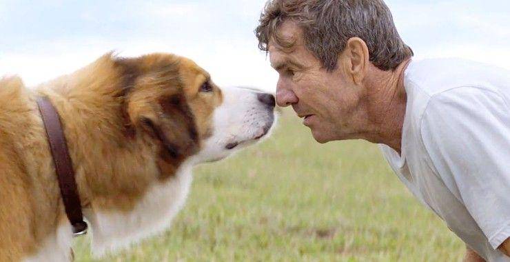 A Dog's Purpose (2017) (dok. Amblin Entertainment)