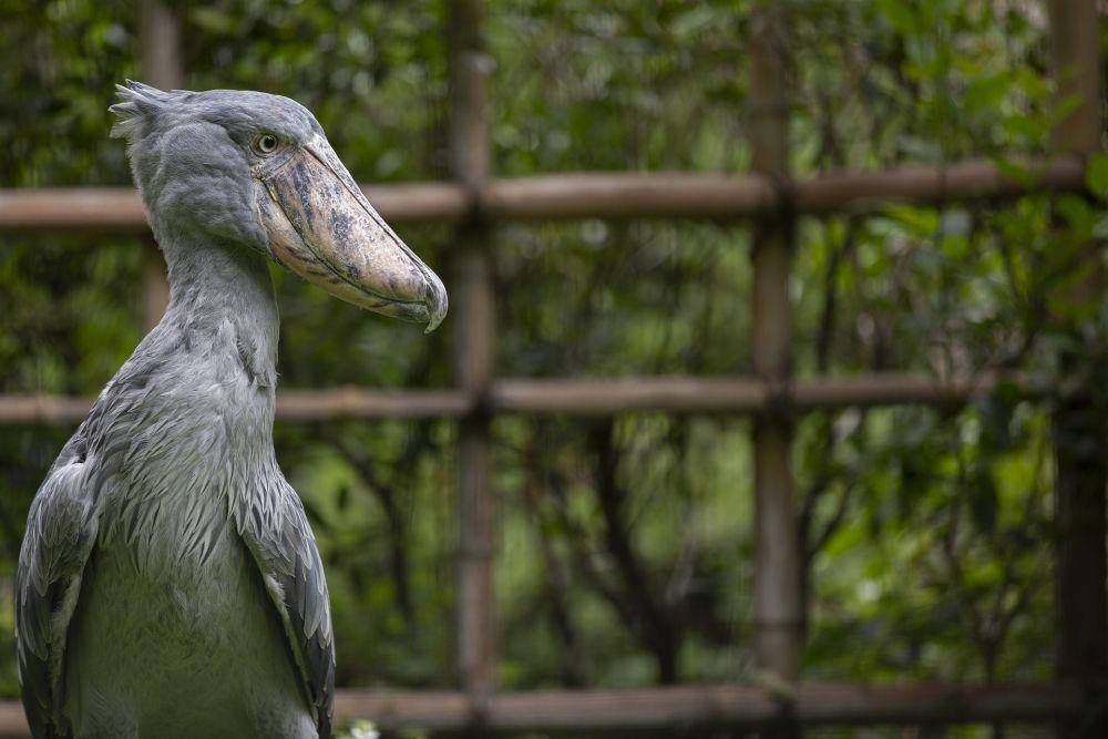 Shoebill stork (pixabay.com/Stefan Lins)