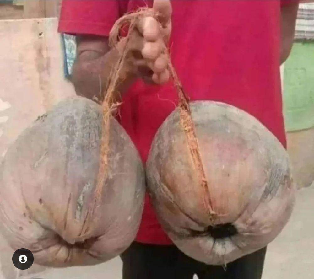 potret benda mirip latto-latto (instagram.com/kumpulan.meme.id)