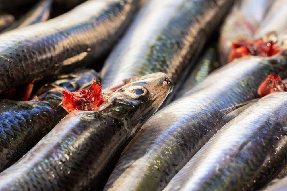 ilustrasi ikan segar (pexels.com/Engin Akyurt)