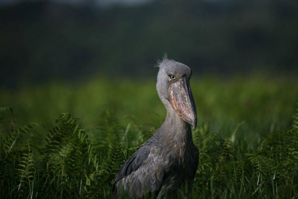 Shoebill stork (pexels.com/Eric Kamoga)