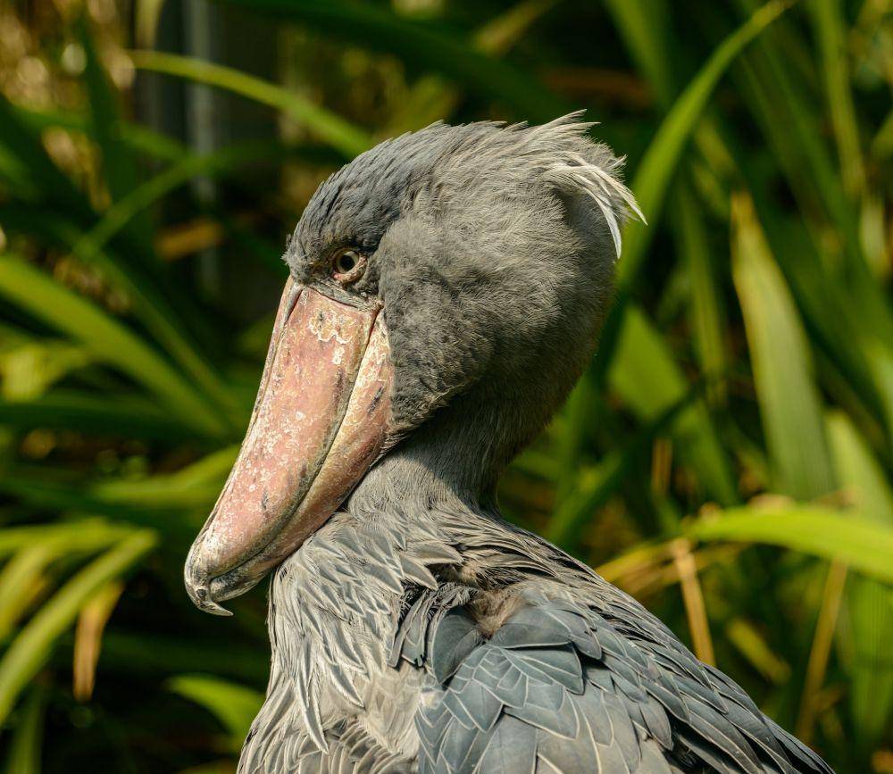 Shoebill stork (pexels.com/Petr Ganaj)