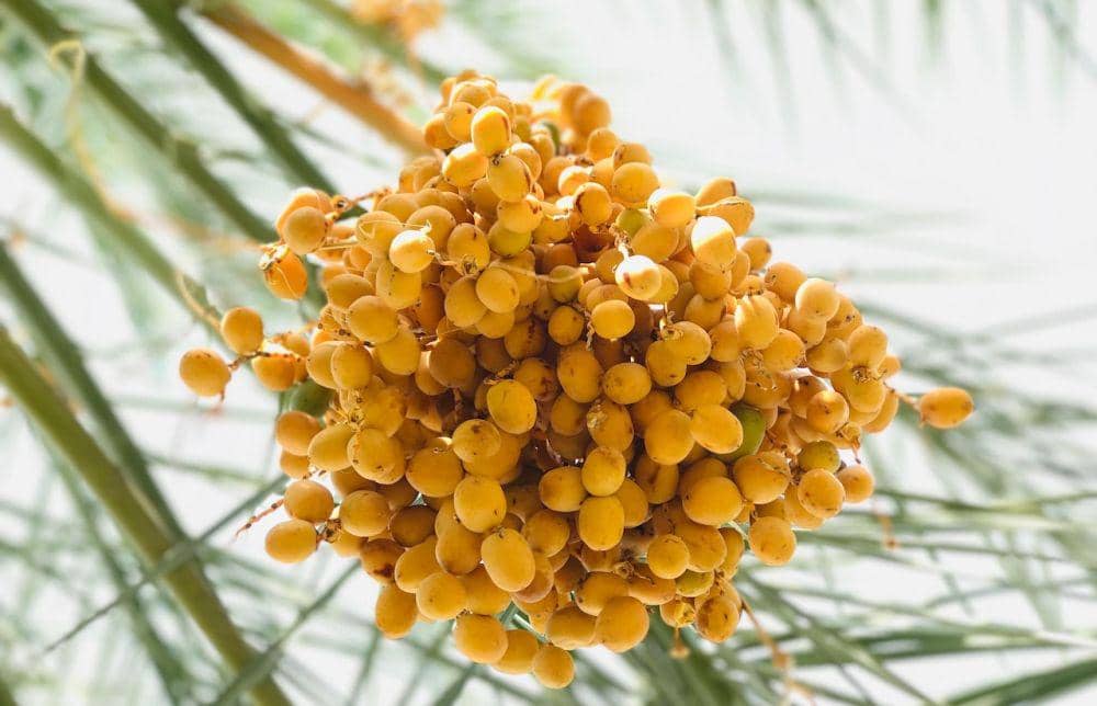 Kurma muda di pohon.