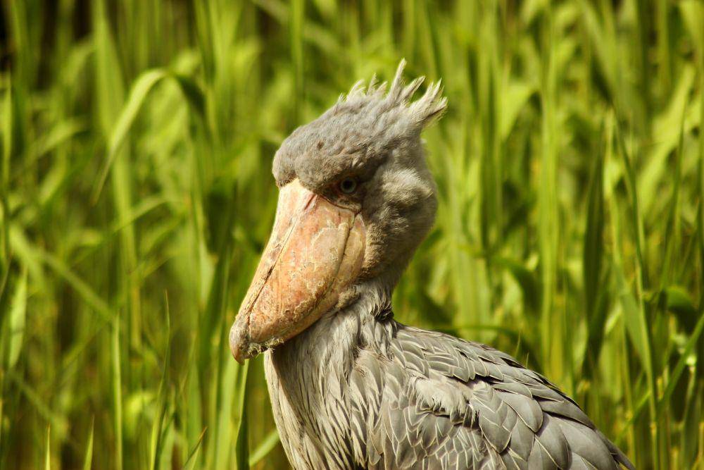 Shoebill stork (pixabay.com/Melanie)