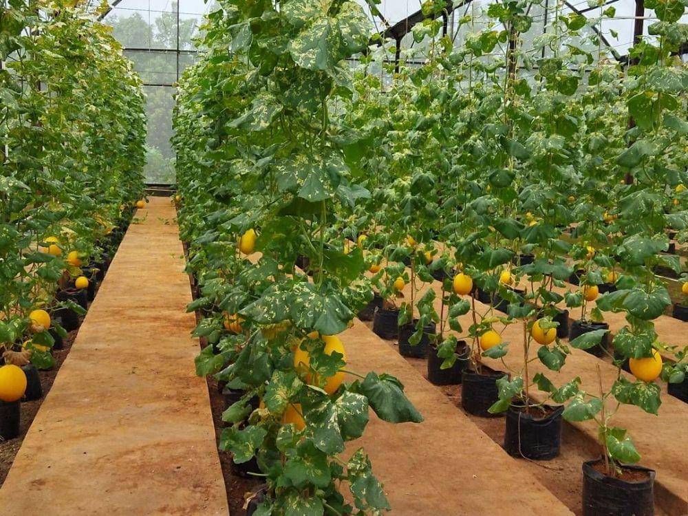 Taman Agro Wisata Cilangkap (instagram.com/artikaana_viralkan)