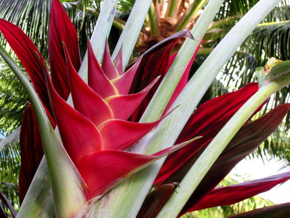 ilustrasi Heliconia merah (pixabay.com/guy_dugas)