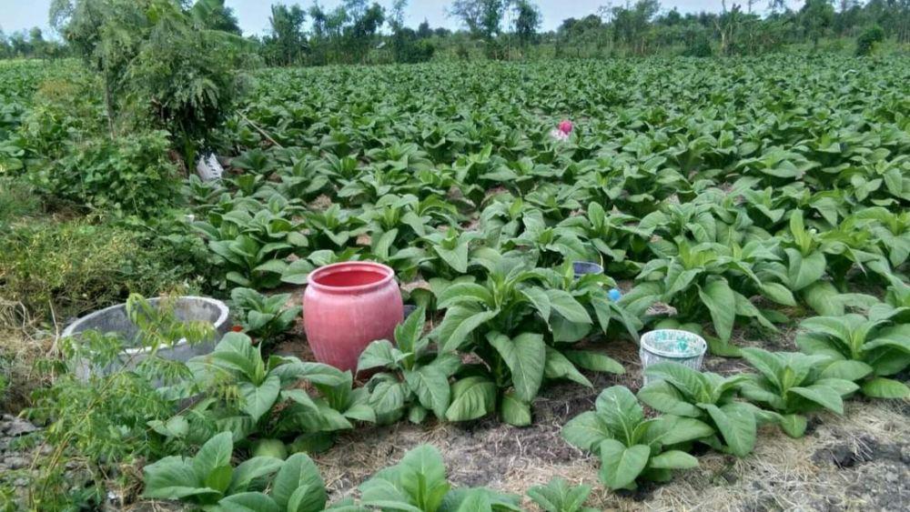 Belasan Ribu Petani Tembakau Lotim Dapat Jaminan Perlindungan Kerja